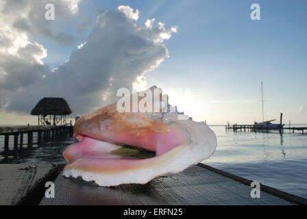 Meeresschnecke auf einem Pier auf Caye Caulker, Belize Stockfoto