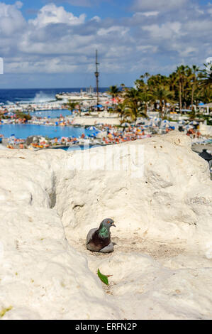 Eine Taube, die Ruhe außerhalb der Lago de Martiánez.  Puerto De La Cruz. Teneriffa. Kanarischen Inseln. Spanien Stockfoto