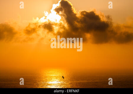 Trübe Seelandschaft Sonnenuntergang und Möwen Stockfoto