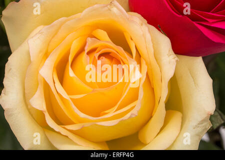 Nahaufnahme einer gelben Rose Stockfoto