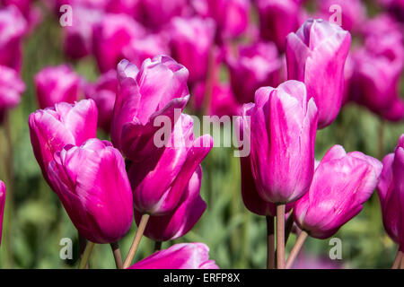 Rosa Tulpen blühen im Frühjahr. Stockfoto