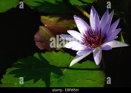 Rosa Perle, Nymphaea, Seerose, Nymphaea Lotus, Tiger Lotus, weißer Lotus, ägyptischen Weiße Seerose Stockfoto