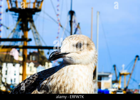 Eine Möwe im Hafen von Brixham. Stockfoto