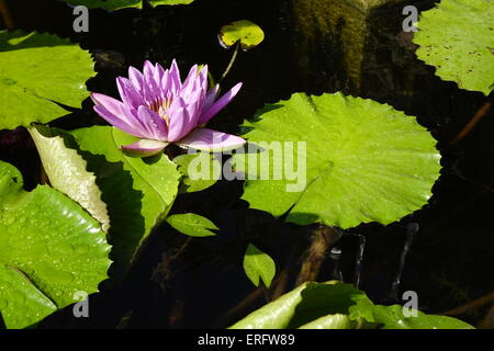 Rosa Perle, Nymphaea, Seerose, Nymphaea Lotus, Tiger Lotus, weißer Lotus, ägyptischen Weiße Seerose Stockfoto