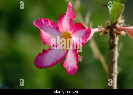 Desert rose, Adenium obesum Stockfoto