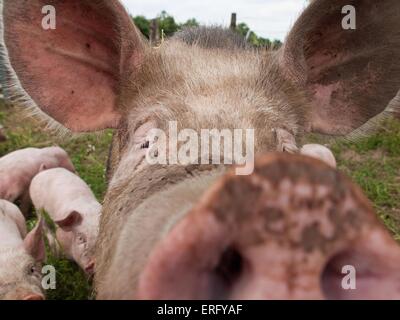 Schweine Stockfoto