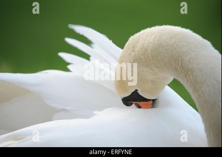 Höckerschwan Stockfoto