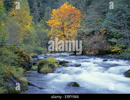 Herbstfarben in Espen und Erlen entlang des schönen Aufderheide Scenic Highway 19, der von Oakridge, Oregon, zur McKenzie Bridge, Oregon, führt. Dies ist die Südgabel des McKenzie River. Stockfoto