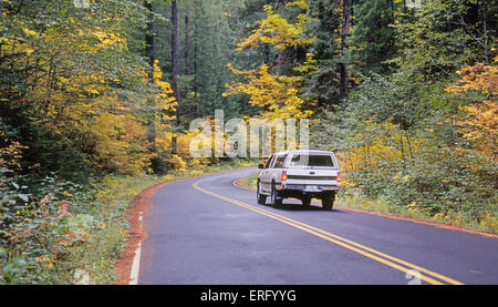 Ein Stoß der Farbe vom Weinstock Ahorn Pflanze und großen gezahnten Ahornbäume im Oktober entlang der Aufderheide Scenic Highway - Highway 19 in der Cascade Mountains of Central Oregon Stockfoto