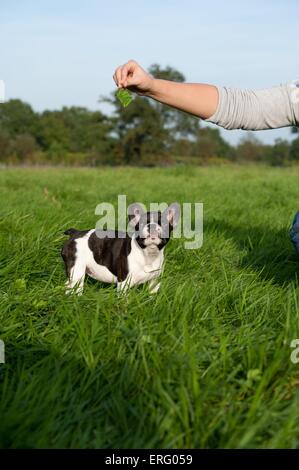 Französische Bulldogge Welpen Stockfoto