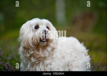 Kleine Löwenhund Stockfoto