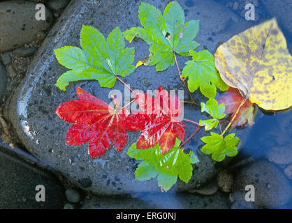 Rebe Erle und Ahorn Blätter färben sich rot und Gold im Herbst in den Cascade Mountains of Oregon Stockfoto