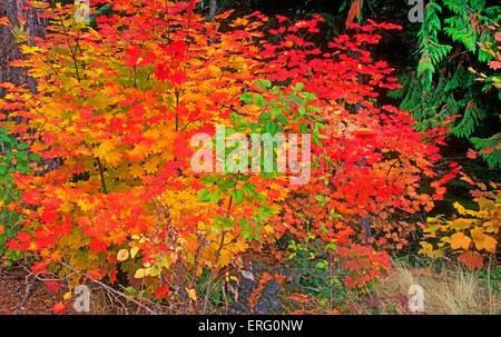 Ein Stoß der Farbe von einer Rebe Ahorn Pflanze im Oktober in der Cascade Mountains of Central Oregon Stockfoto