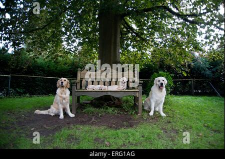 Golden Retriever Stockfoto