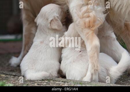 Golden Retriever Welpen Stockfoto