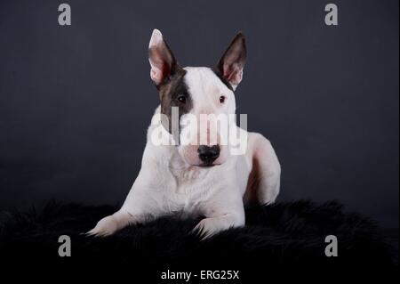 liegenden Miniatur Bullterrier Stockfoto