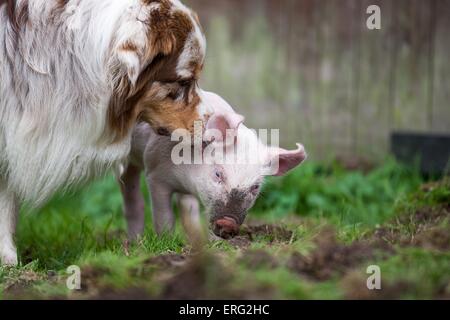 Ferkel und Hund Stockfoto
