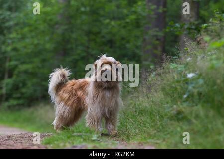 Pyrenäen-Schäferhund stehend Stockfoto