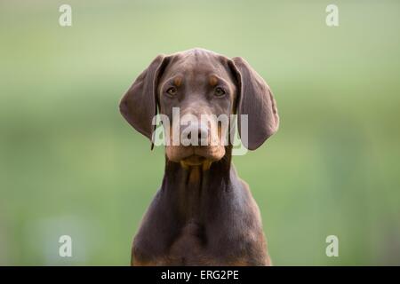 junger Dobermann Pinscher Stockfoto