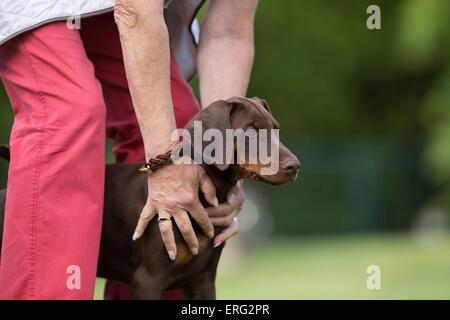 junger Dobermann Pinscher Stockfoto