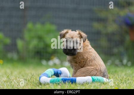 Irish Soft Coated Wheaten Terrier Welpen Stockfoto