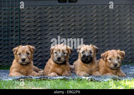 Irish Soft Coated Wheaten Terrier Welpen Stockfoto