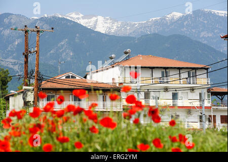 Roter Mohn Blumen am Fuße des Olymp Berg Stockfoto