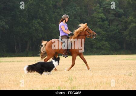 Frau reitet Islandpferd Stockfoto