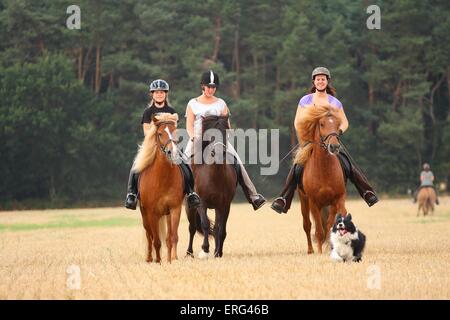 Frau reitet Islandpferde Stockfoto