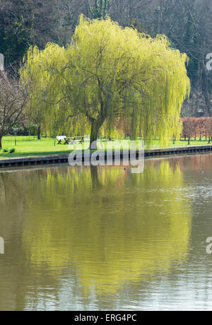 Eine Trauerweide Baum spiegelt sich in der Themse in der Nähe von Henley on Thames Stockfoto