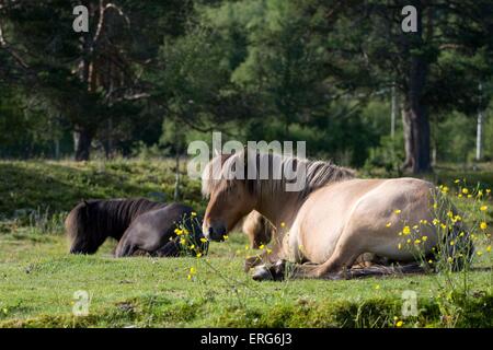 Islandpferde Stockfoto