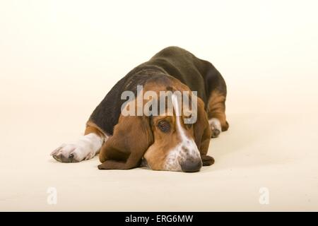 Basset Hound Stockfoto