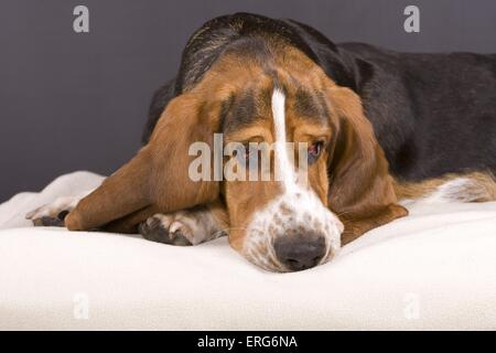 Basset Hound-Portrait Stockfoto