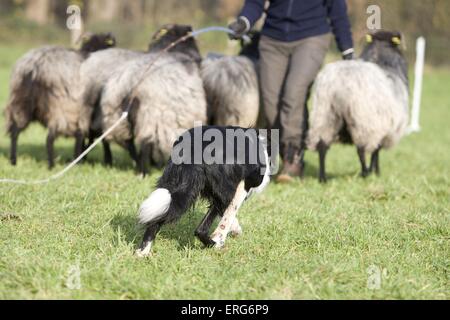 Border-Collie Herding Stockfoto