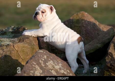 Englische Bulldogge Welpen Stockfoto