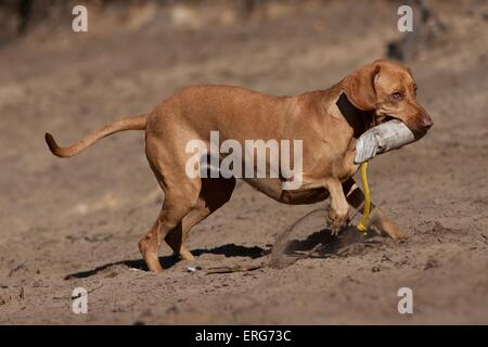 Magyar Vizsla spielen Stockfoto