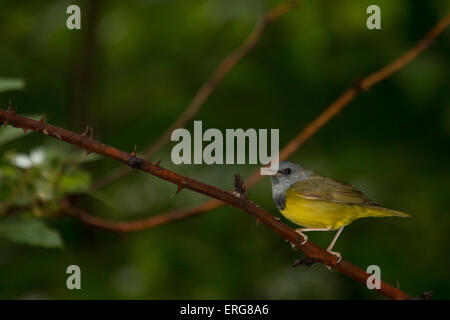 Trauer Warbler - Geothlypis-philadelphia Stockfoto