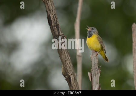 Trauer Warbler singen auf einer hohen Barsch - Geothlypis-philadelphia Stockfoto