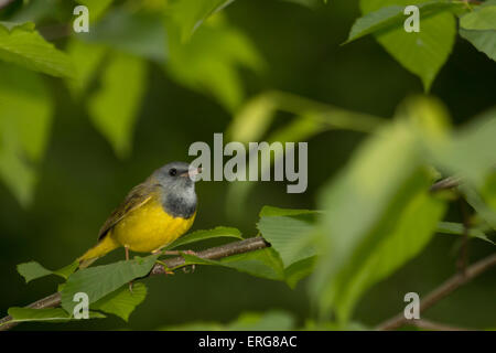 Männlichen Trauer Warbler in einem Baum - Geothlypis-philadelphia Stockfoto