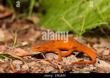 Juvenile östlichen Newt (Red Eft) - Notopthalmus viridescens Stockfoto