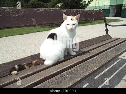 Katze auf der Bank Stockfoto