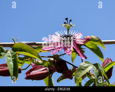 Passion Flower Rebe – rosa Passiflora im Frühjahr Stockfoto