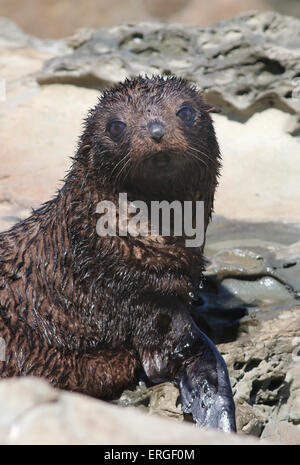 Baby-New Zealand Seebär südlichen Seebär Kaikoura Neuseeland Stockfoto