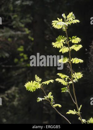 Sorbus Aucuparia, Rowan, Zweig mit jungen frischen Blätter im Frühjahr Sonnenlicht Stockfoto