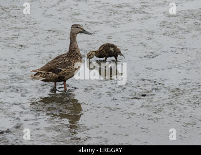 Wilde Mallard Ente Mama, Anas Platyrhynchos, mit Baby Entchen Stockfoto