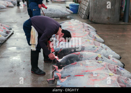 Berühmte Thunfisch-Auktion im Tsukiji-Fischmarkt. Tsukiji ist der größte Fischmarkt der Welt. Stockfoto