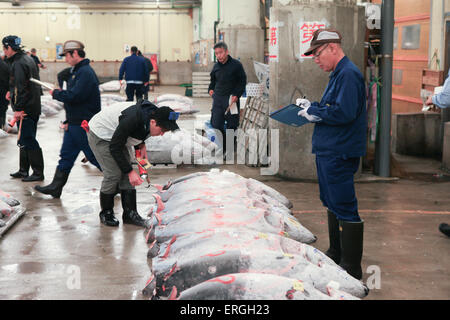 Berühmte Thunfisch-Auktion im Tsukiji-Fischmarkt. Tsukiji ist der größte Fischmarkt der Welt. Stockfoto