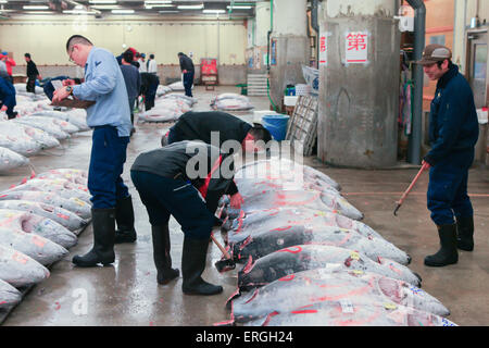 Berühmte Thunfisch-Auktion im Tsukiji-Fischmarkt. Tsukiji ist der größte Fischmarkt der Welt. Stockfoto