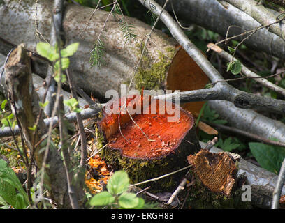 Die gesägten aus Stamm von einem Alnus Glutinosa, Schwarz-Erle, anzeigen eine rötliche Farbe orange in einer norwegischen Fores Stockfoto