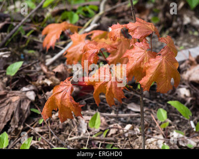 Acer Platanoides, Spitzahorn, kleine Bäumchen oder Bäumchen im Frühling mit bunten orange Blätter Stockfoto